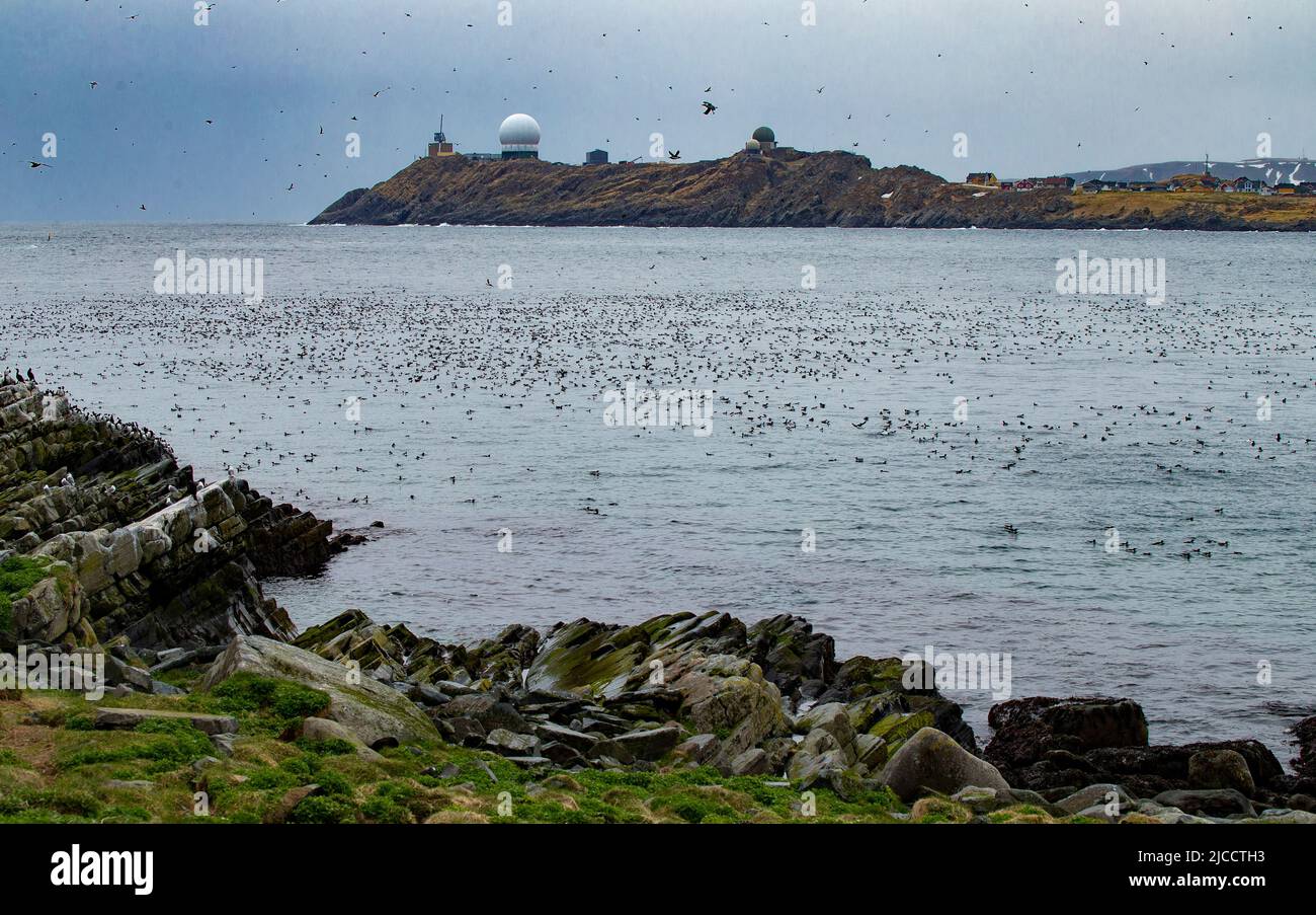 Hornoya Island, Vardo Norway - seabirds gathered in the bay Stock Photo