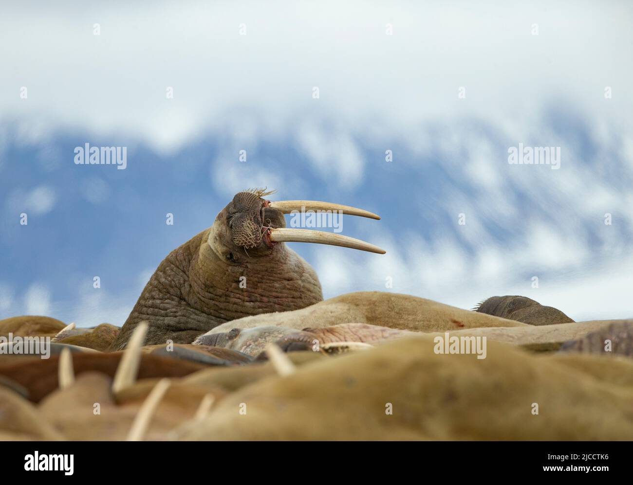 Walrus (Odobenus rosmarus) with mountain background Stock Photo