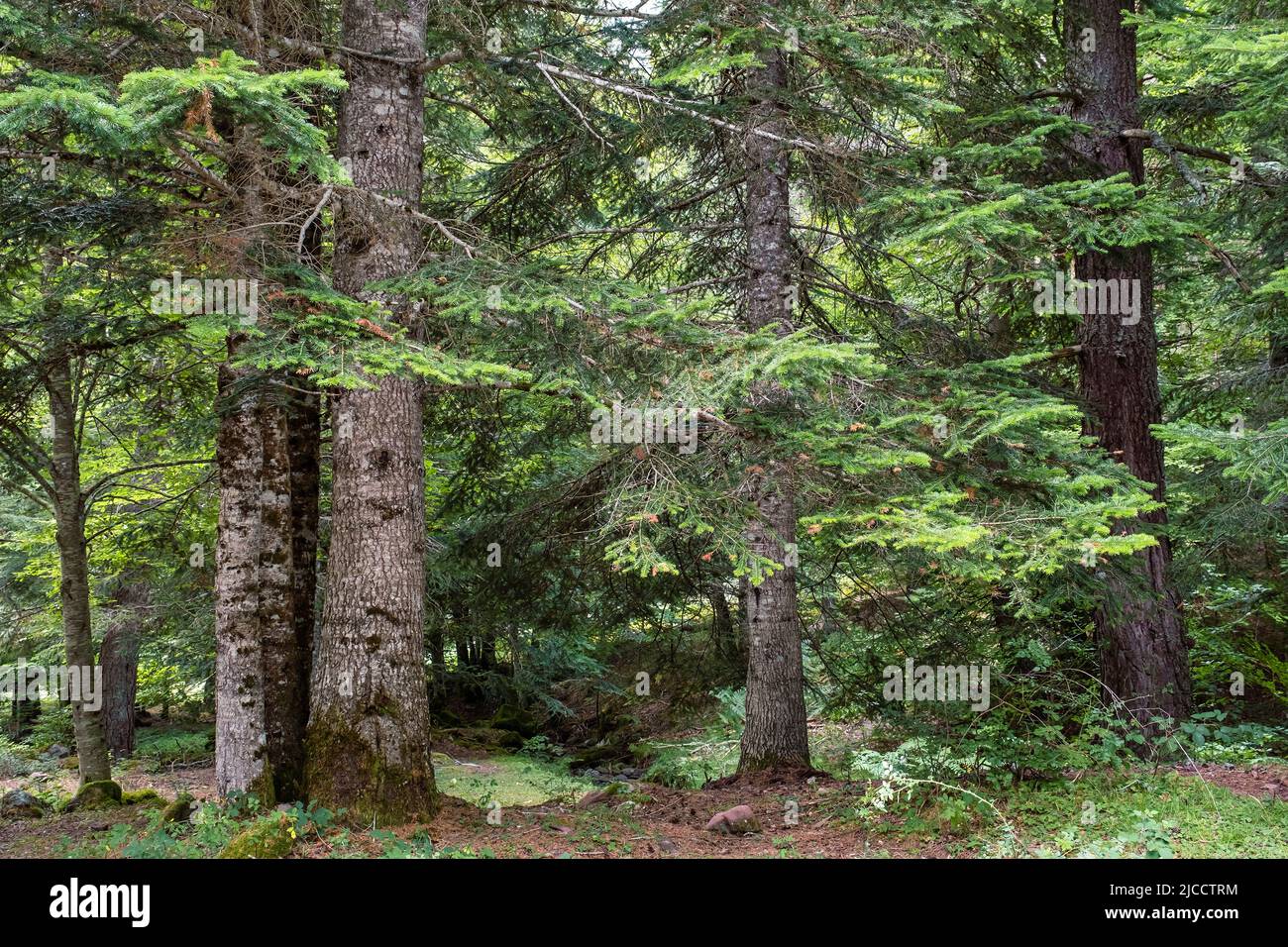 Silver firs (Abies Alba) in Oza forest, Spain Stock Photo