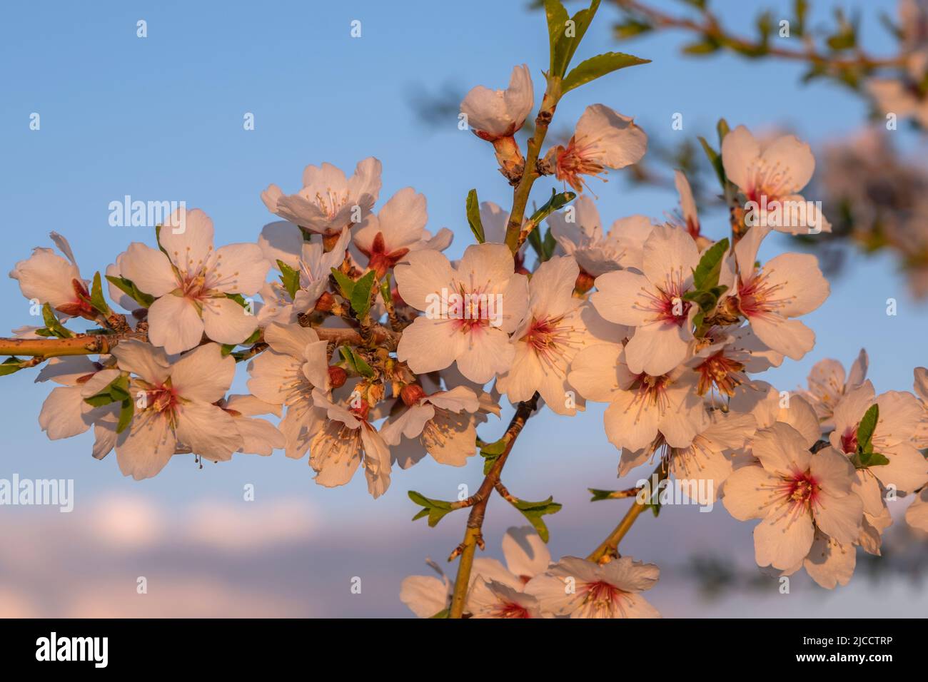 Almond tree (Prunus dulcis) blooming flowers Stock Photo