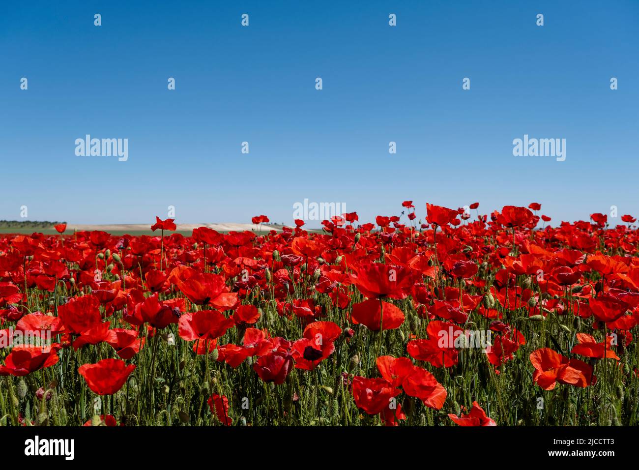 Red poppy (Papaver rhoeas) wild flowers blooming in the springtime ...