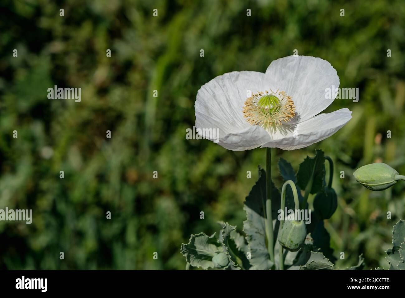 Papaver somniferum known as opium poppy white flower blooming in spring ...