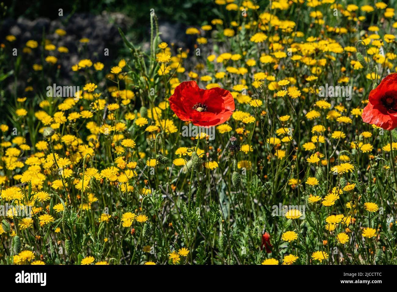 Wild springtime flowers, red poppies (Papaver rhoeas) and  yellow smooth hawksbeard (Crepis capillaris) blooming in spring Stock Photo