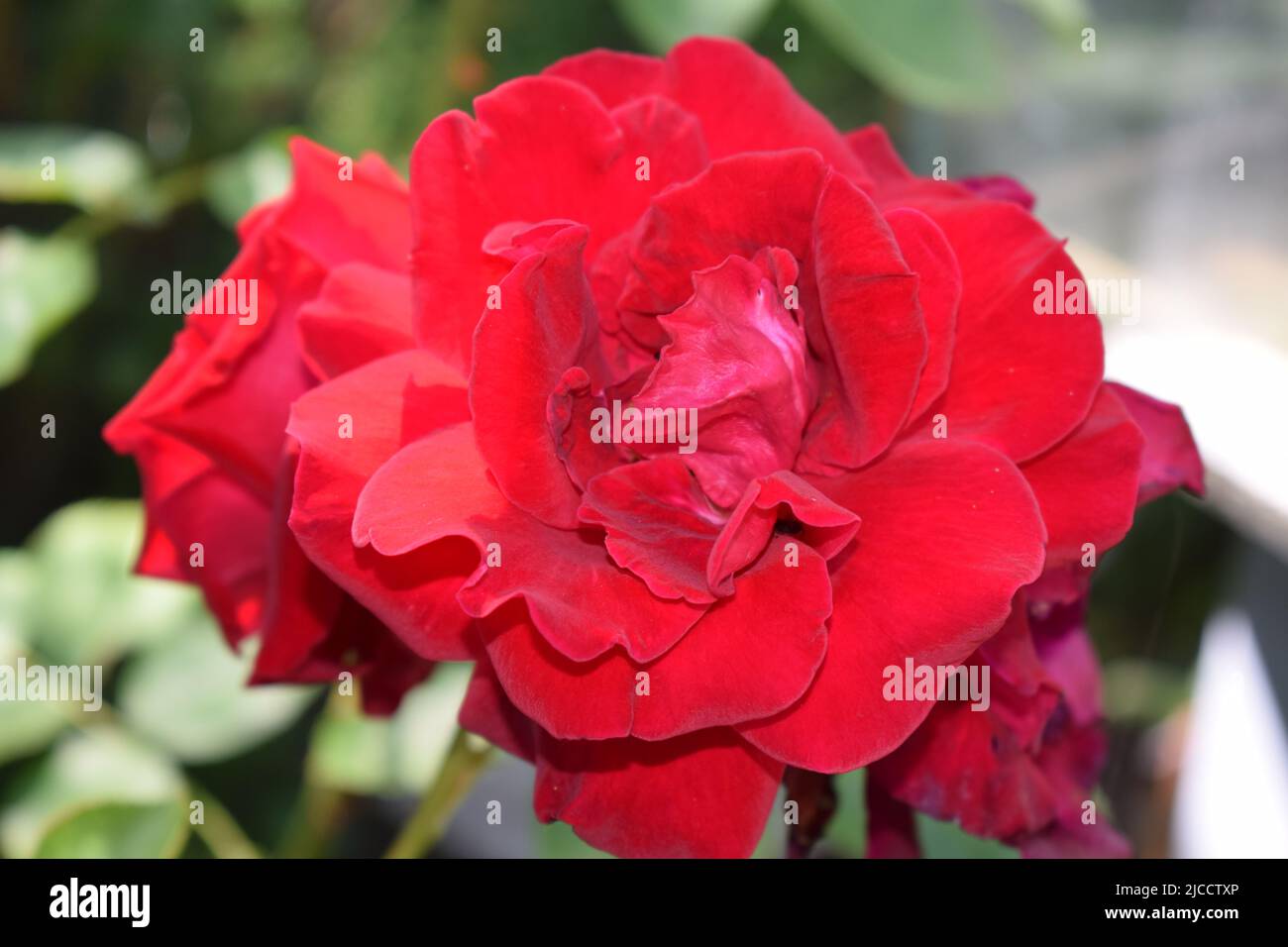 Colourful Rouse Roase hi-res stock photography and images - Alamy