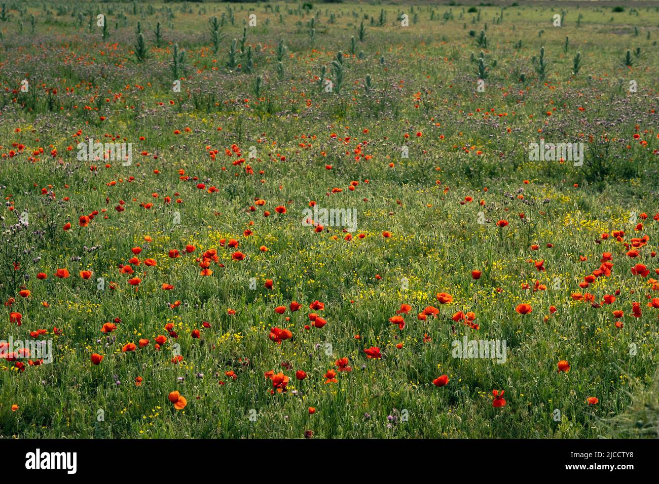 Colorful wild flowers blooming in the springtime meadows Stock Photo