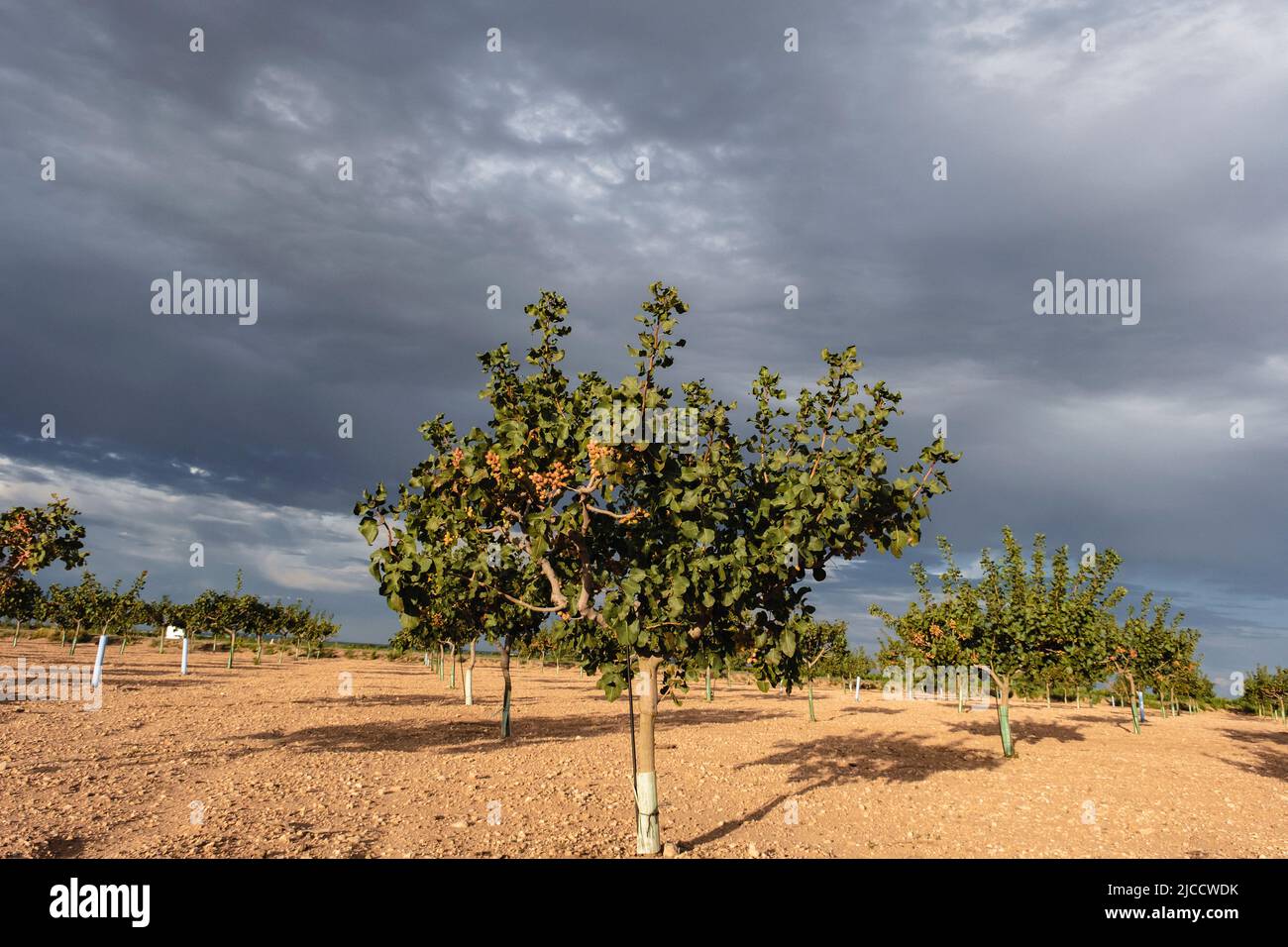 Pistachio trees (Pistacia vera) field in La Mancha, Spain Stock Photo