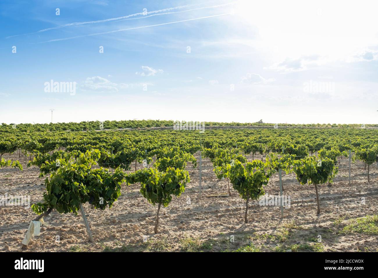 Wine-making vineyard fields with ripe white grapes in harvest season Stock Photo
