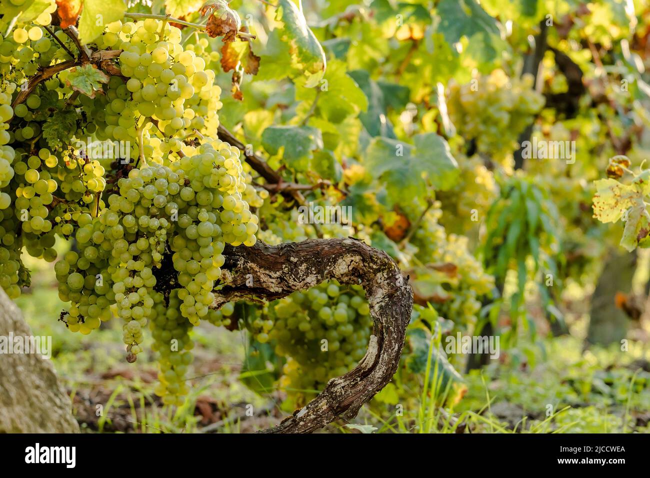 Vitis vinifera grape vine ripe green fruits Stock Photo