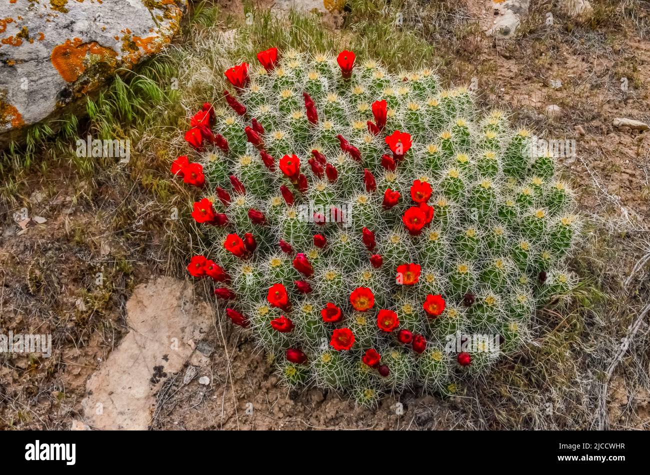 Hedgehog Cactus Plant