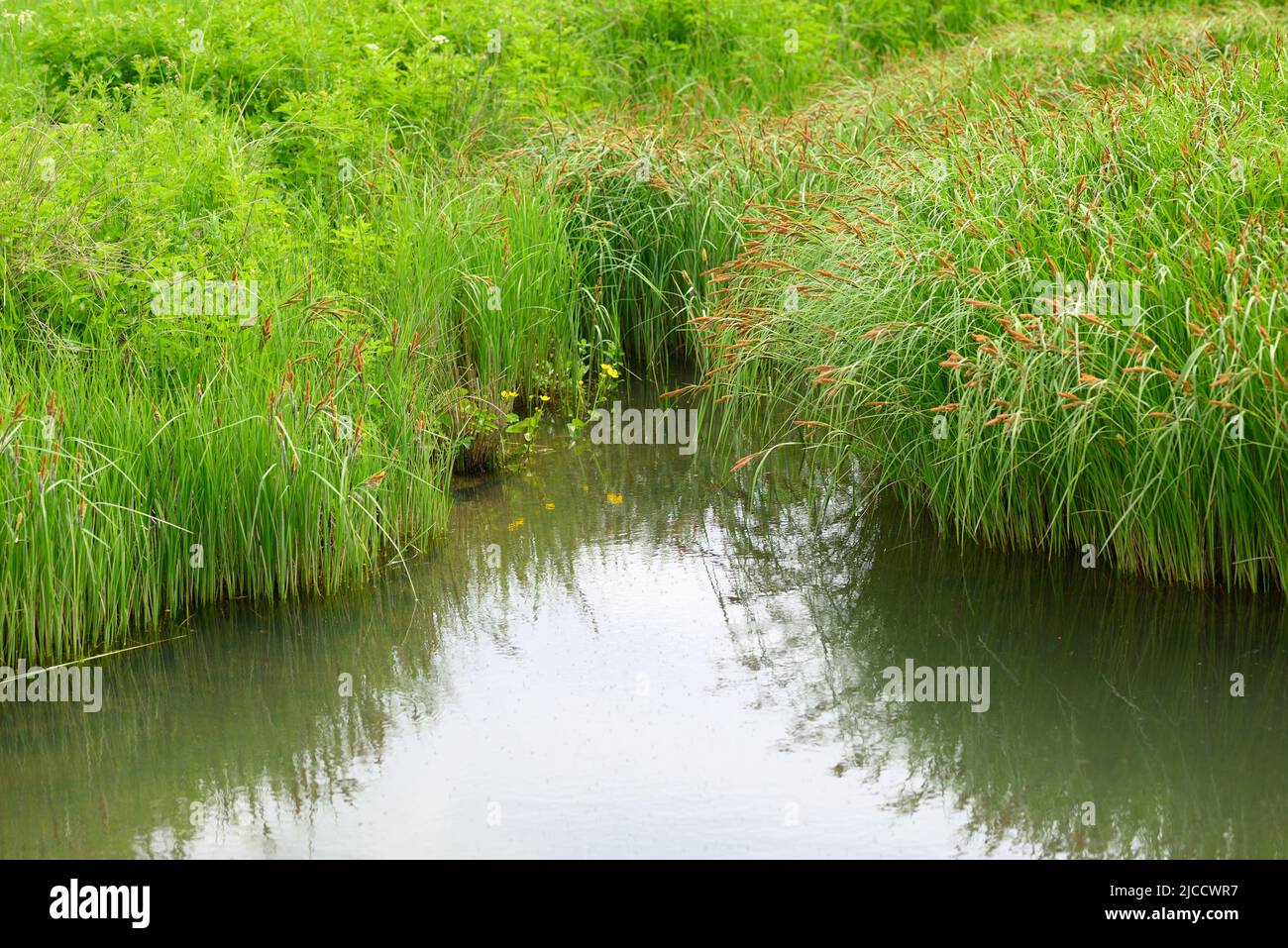 Log Reeds Pond Close up green reeds hi-res stock photography and images - Alamy