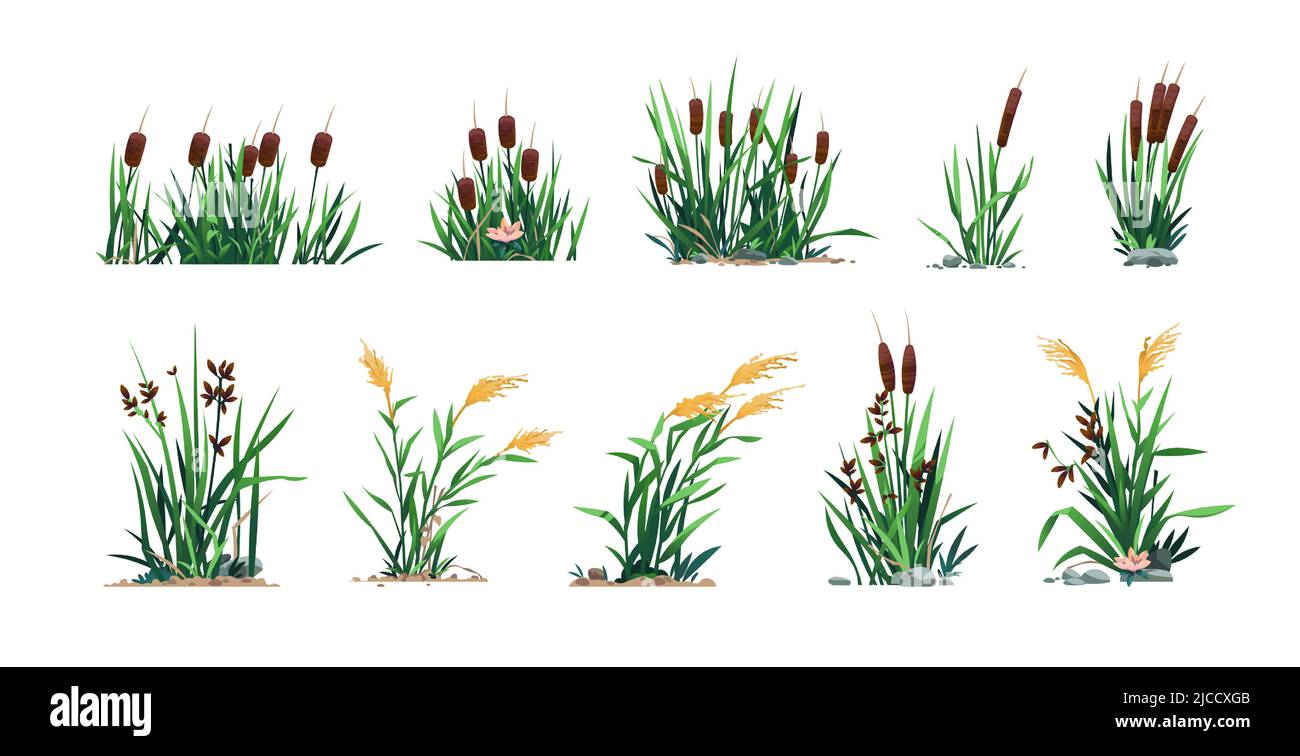 Reed and cattails. Swamp bulrush grass and lake botany, cartoon river marsh and pond flora, computer game asset. Vector isolated set Stock Vector