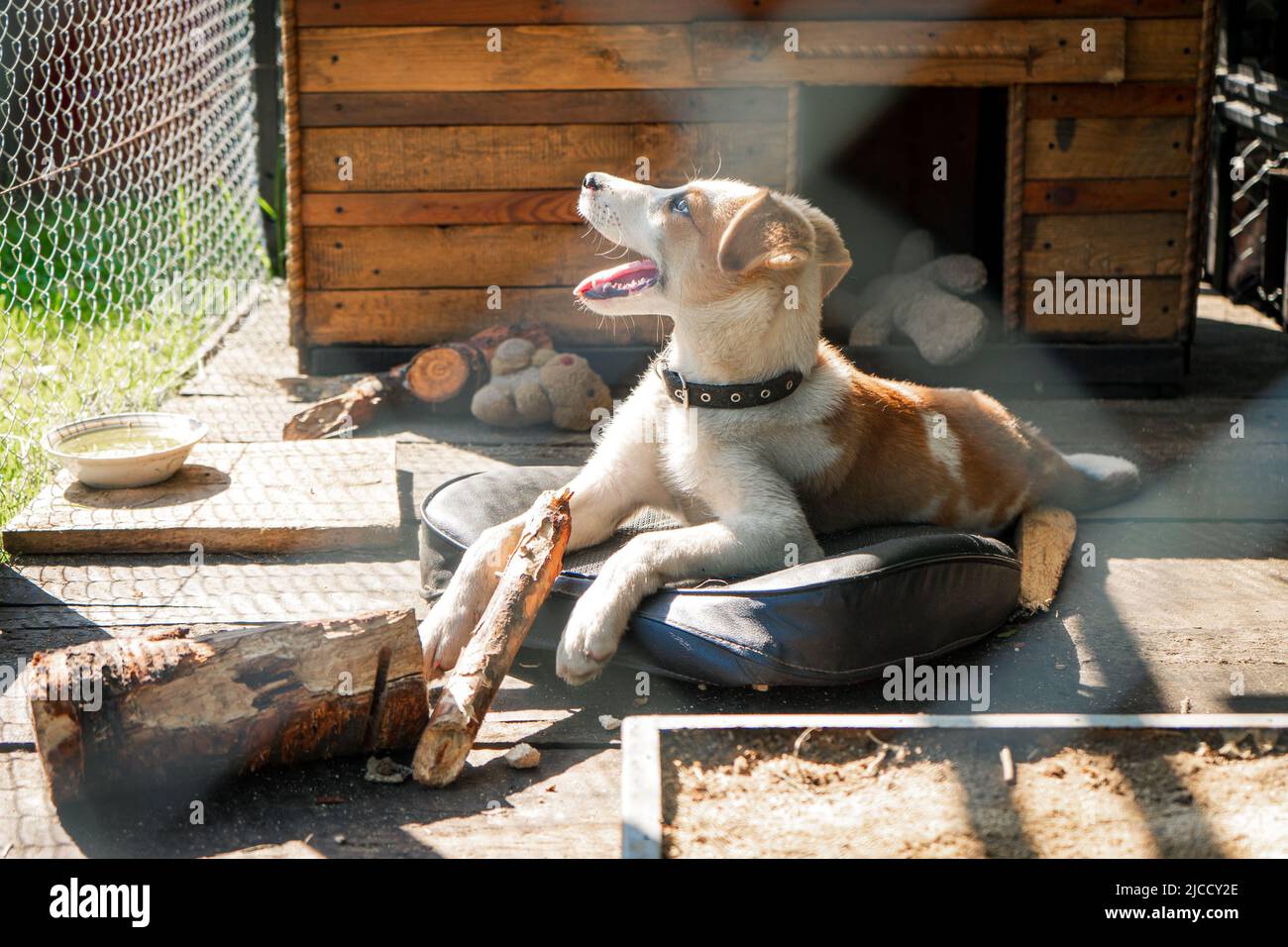 Joyful cheerful happy puppy in the aviary Stock Photo Alamy