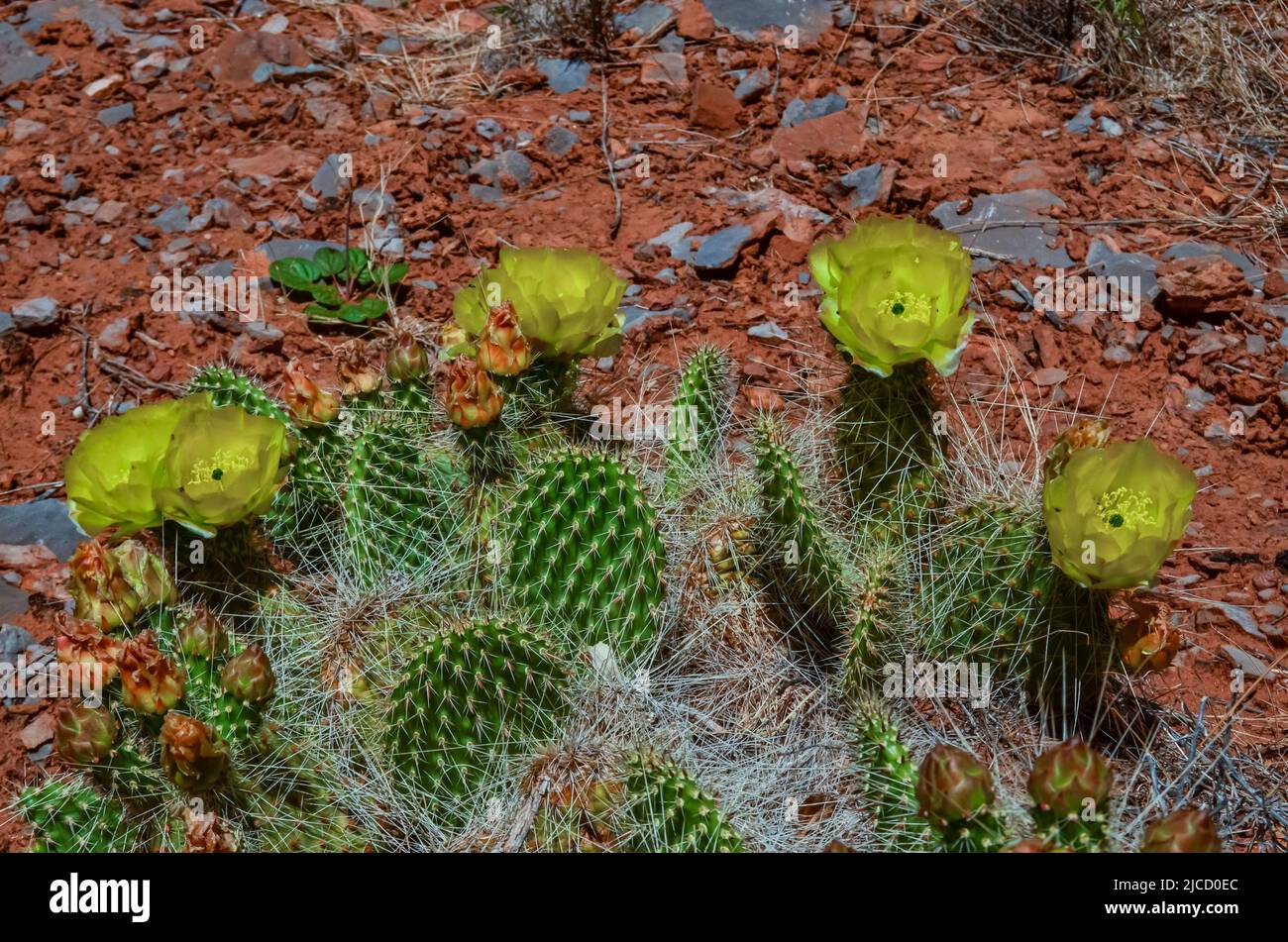 Flowering cactus plants, Yellow flowers of Opuntia polyacantha in