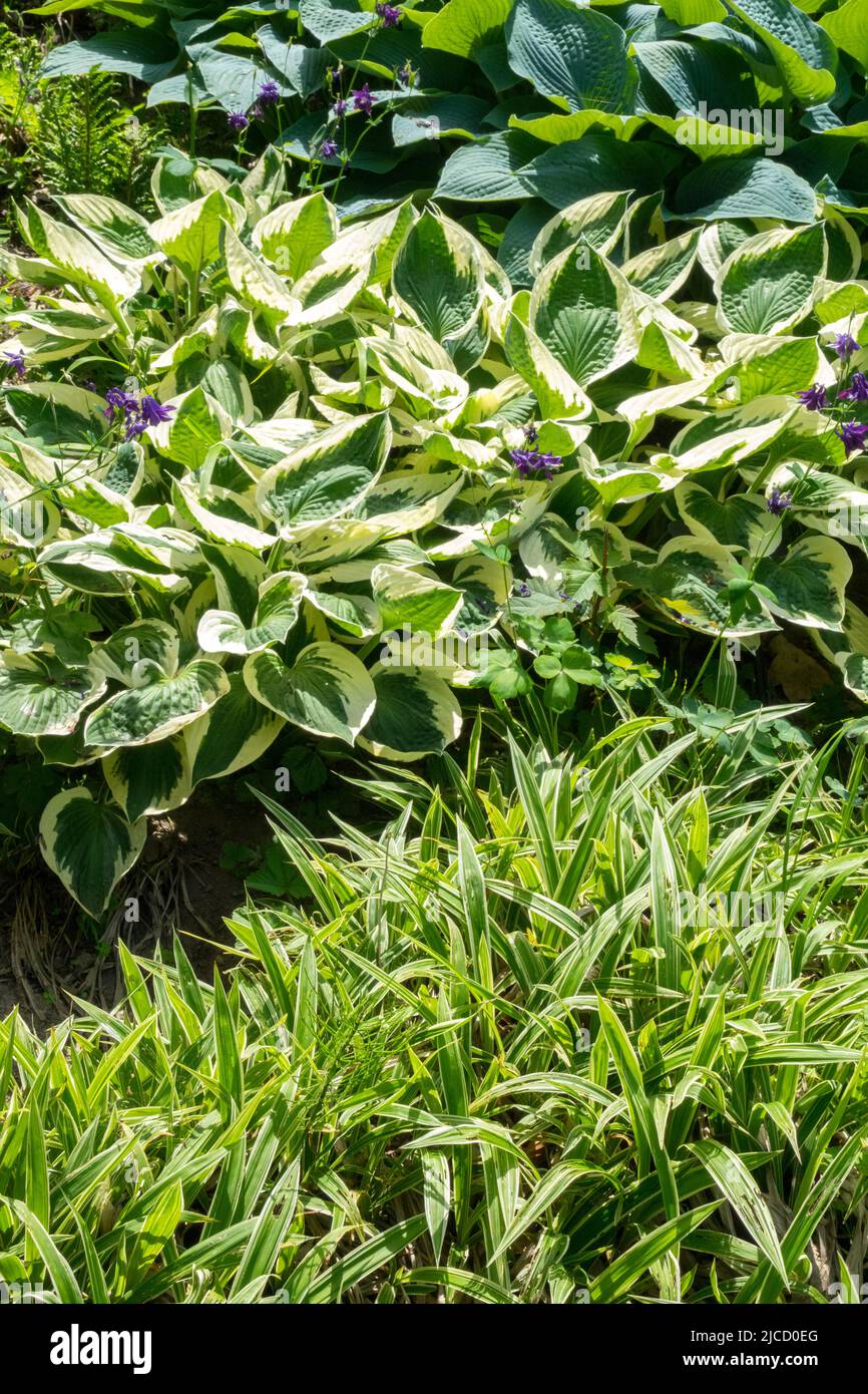 Hosta Patriot, Carex siderosticta, Garden, Border, Hostas, Plantain Lily, Hardy, Plants Stock Photo
