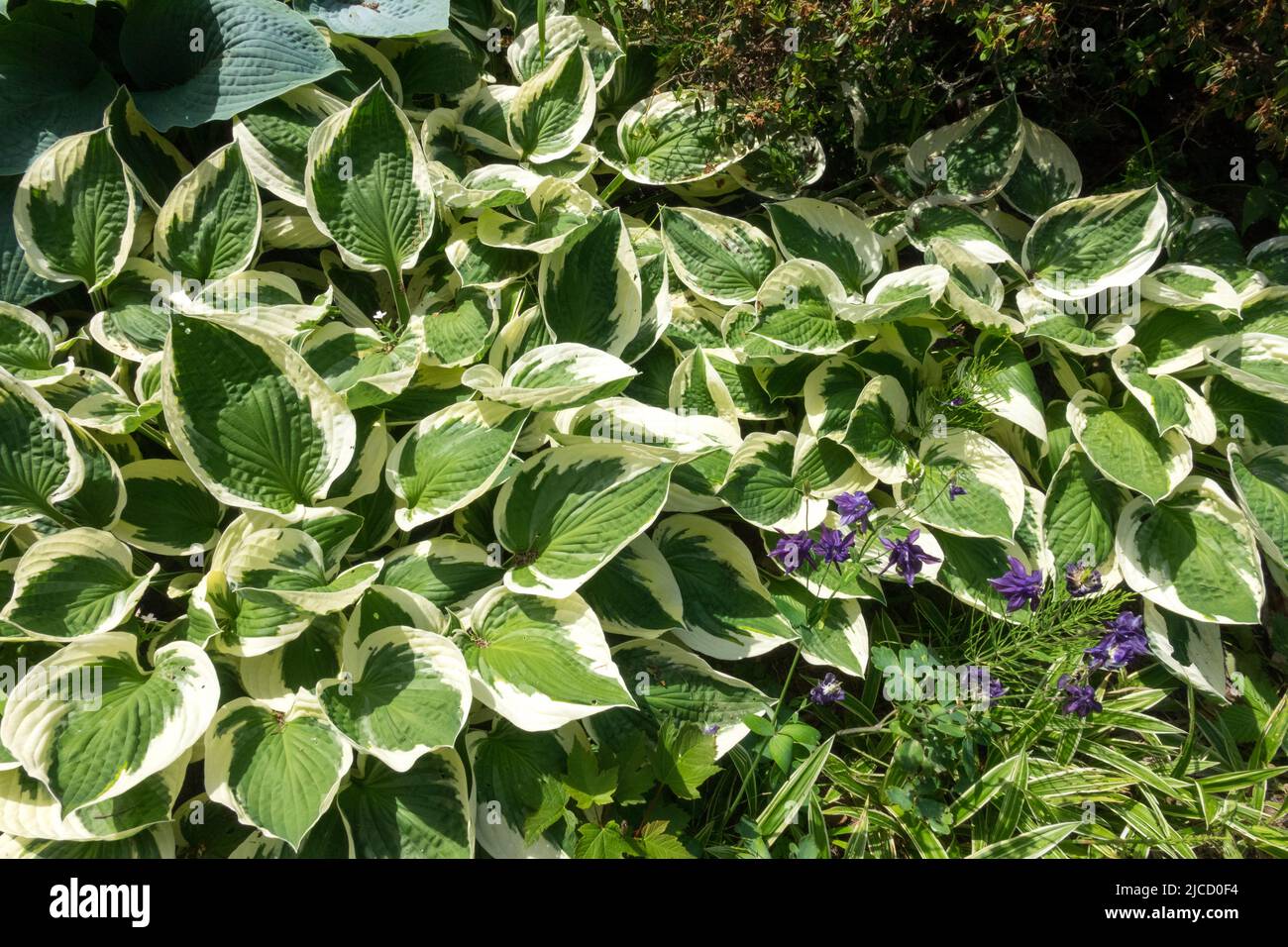 Plantain Lily, Hosta Patriot, In, Garden, Hardy, Perennials, Plant, Hostas Stock Photo