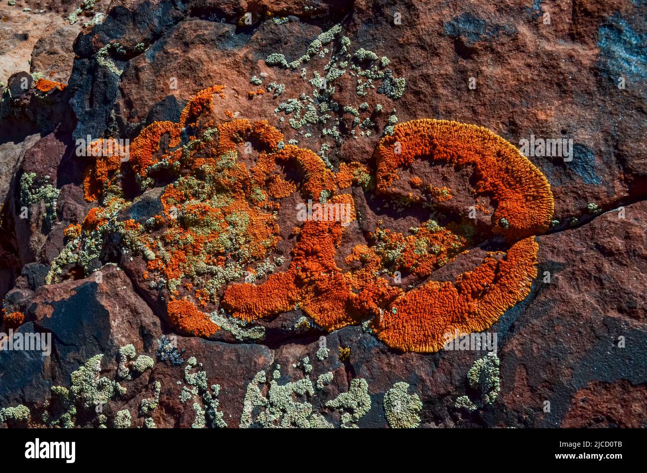 Red and green lichens on red eroded rocks in Canyonlands NP is in Utah near Moab. USA Stock Photo