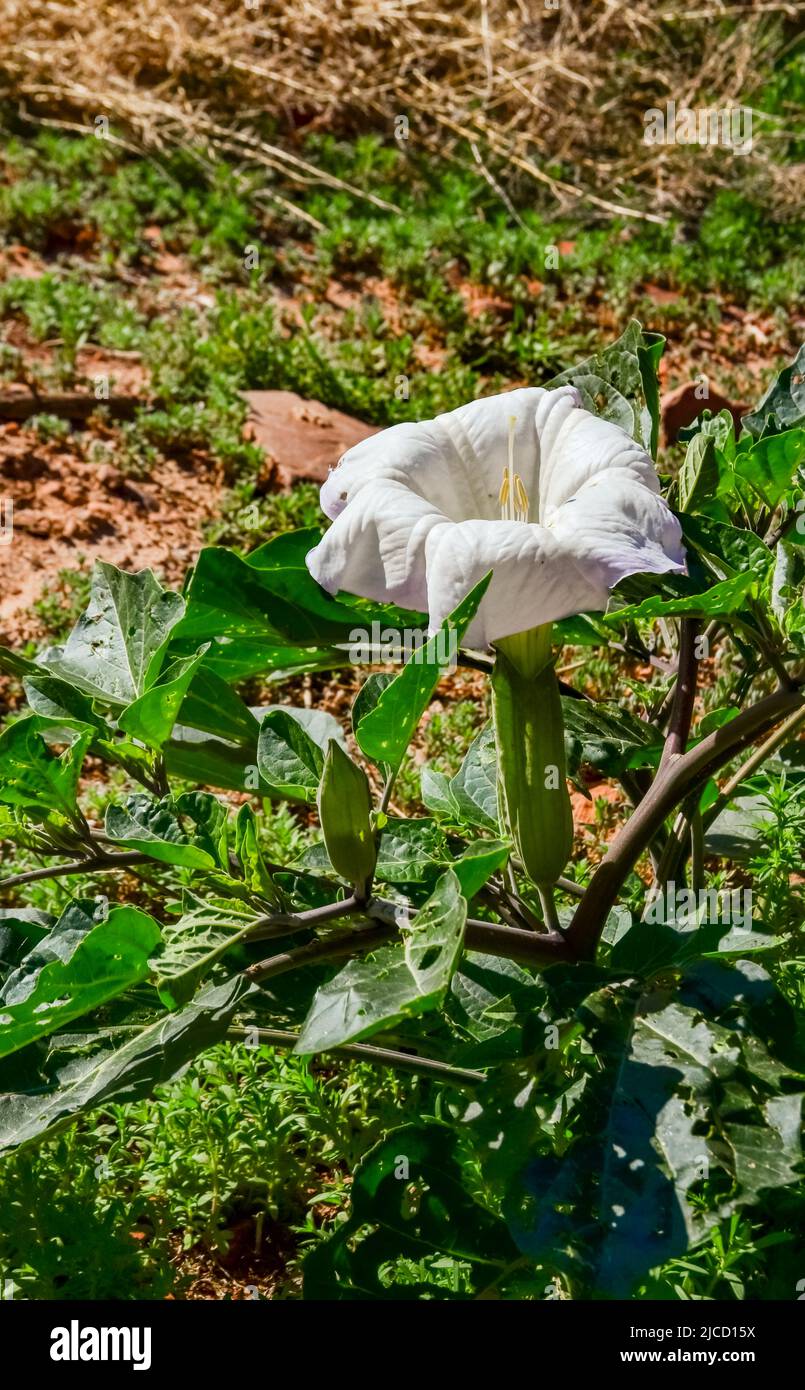 A large white flower of a Datura plant at the bottom of a canyon on the