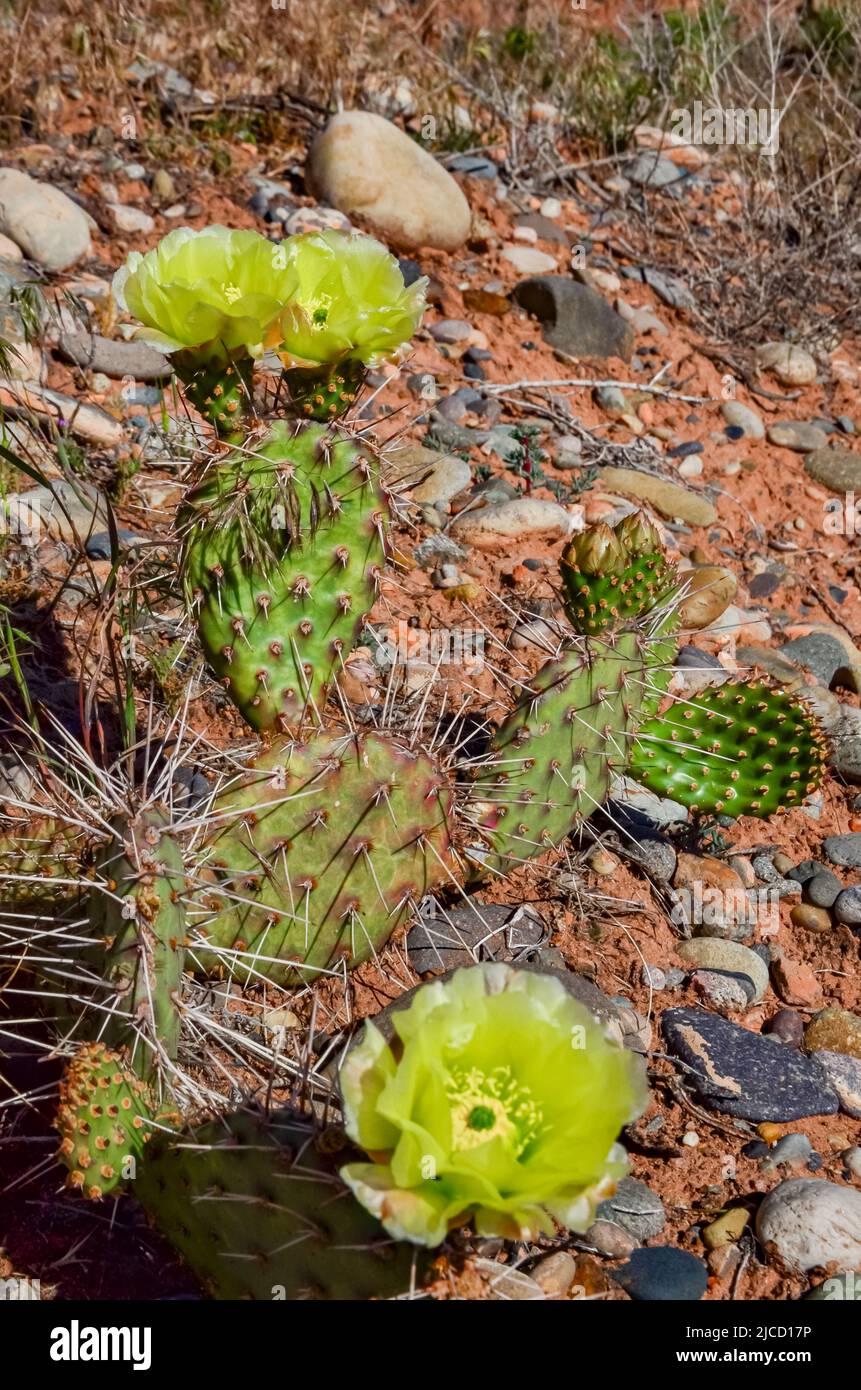 Flowering cactus plants, Yellow flowers of Opuntia polyacantha in