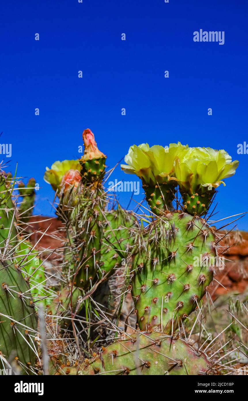 Flowering cactus plants, Yellow flowers of Opuntia polyacantha in