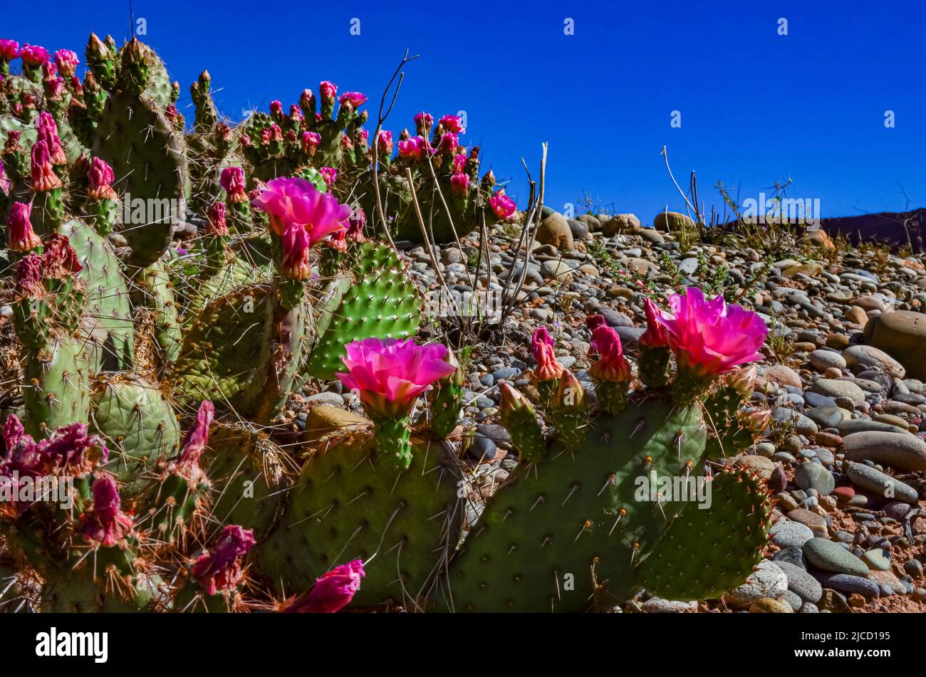 Flowering cactus plants, Pink flowers of Opuntia polyacantha in