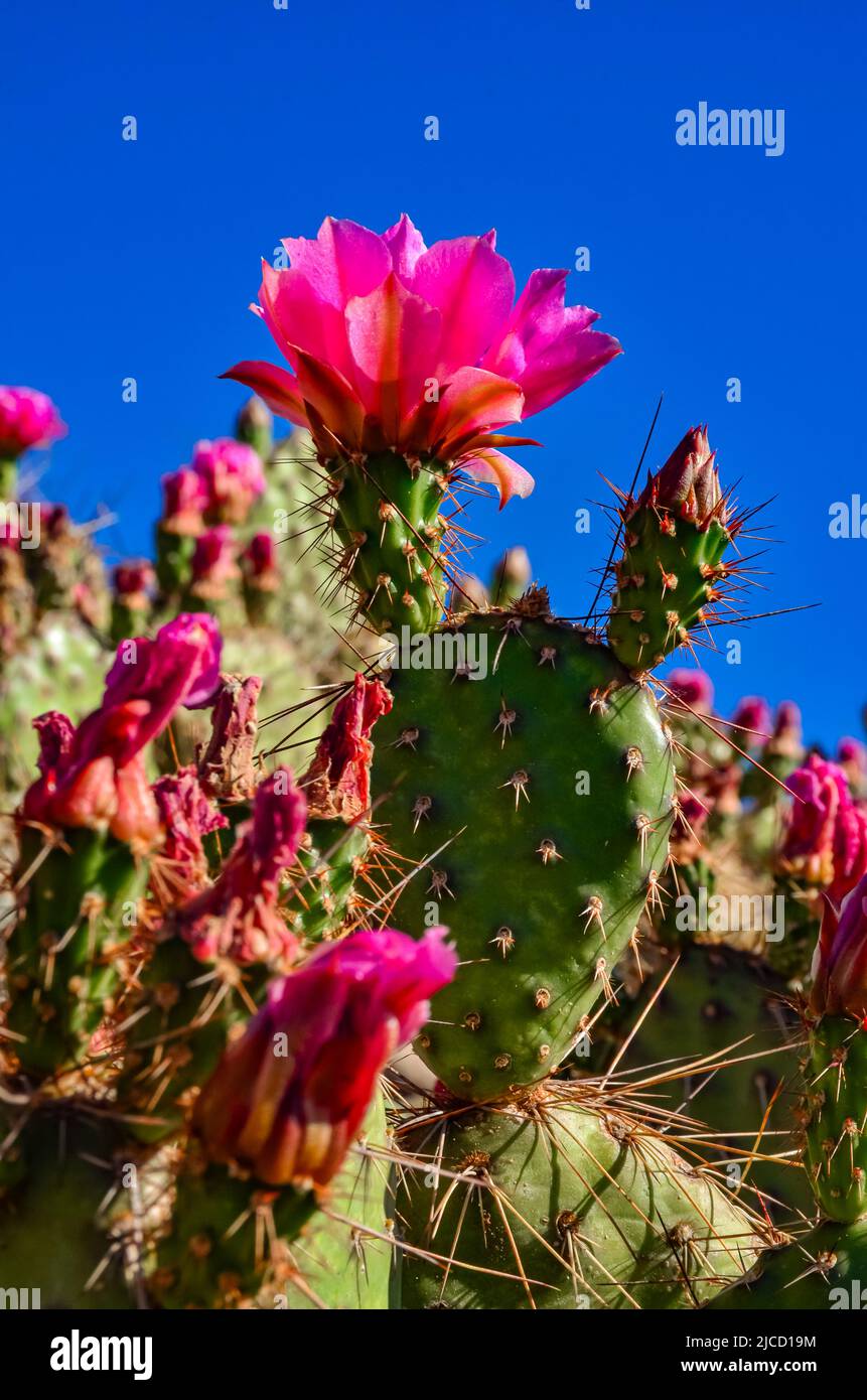 Flowering cactus plants, Pink flowers of Opuntia polyacantha in