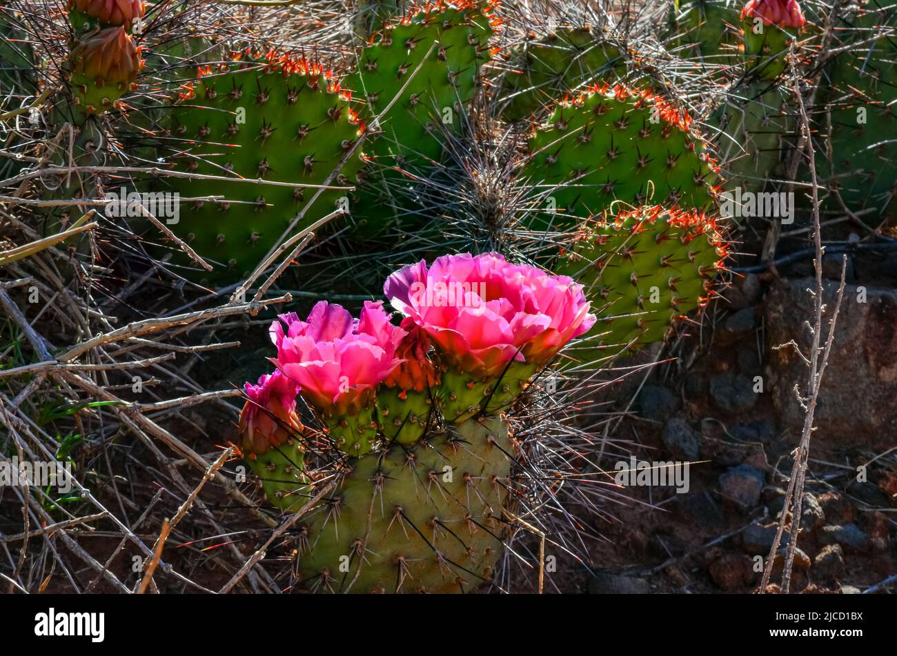 Flowering cactus plants, Pink flowers of Opuntia polyacantha in