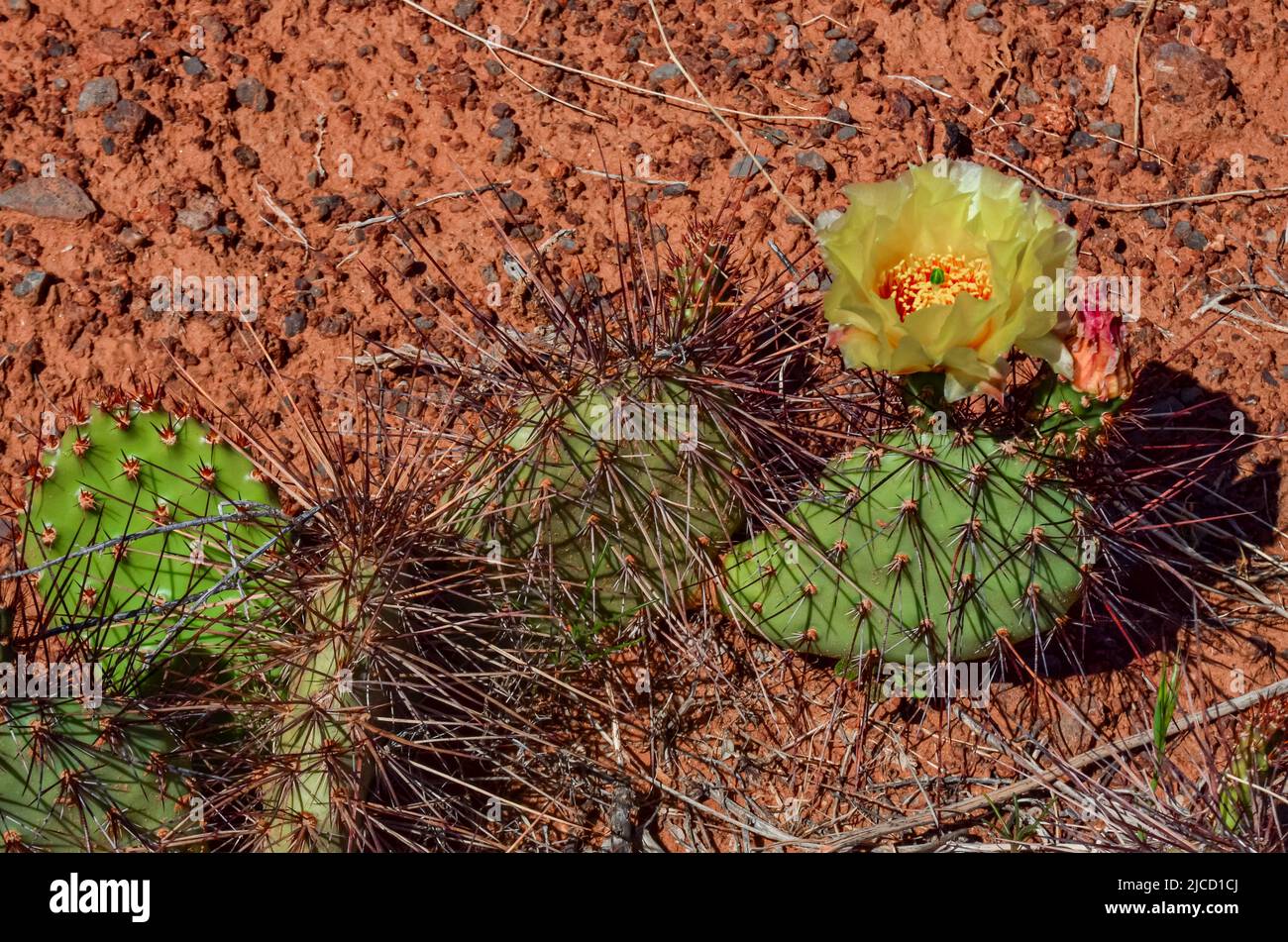 Flowering cactus plants, Yellow flowers of Opuntia polyacantha in