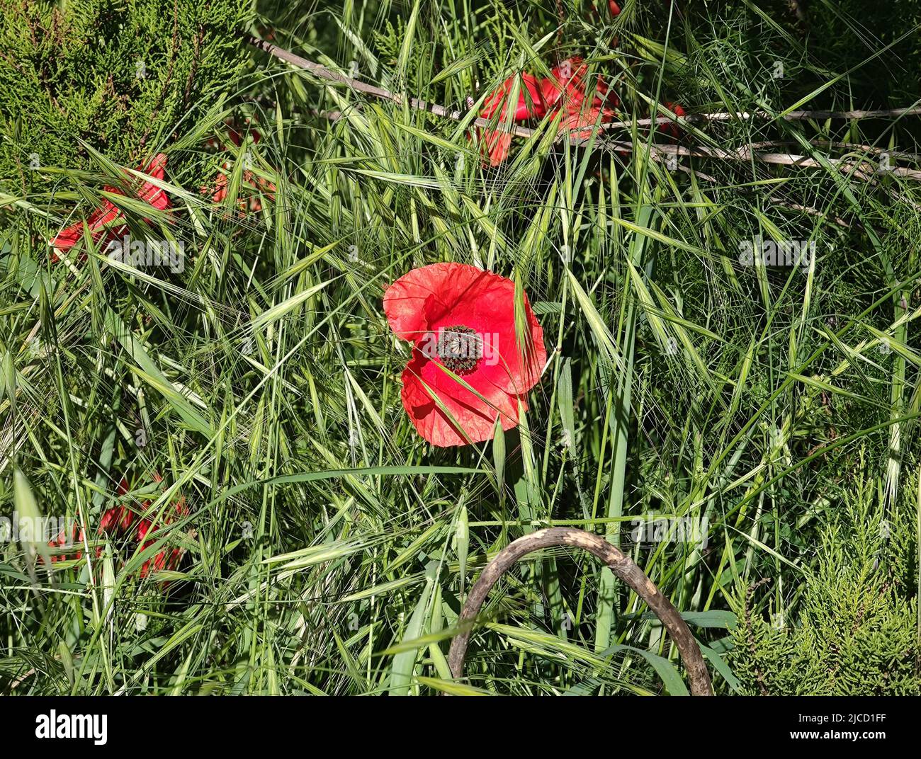 beautiful radiant red poppy blossom in sunny barley field Stock Photo