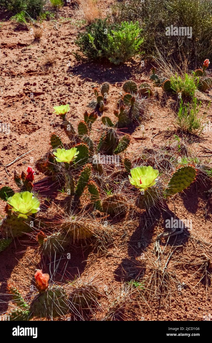 Flowering cactus plants, Yellow flowers of Opuntia polyacantha in