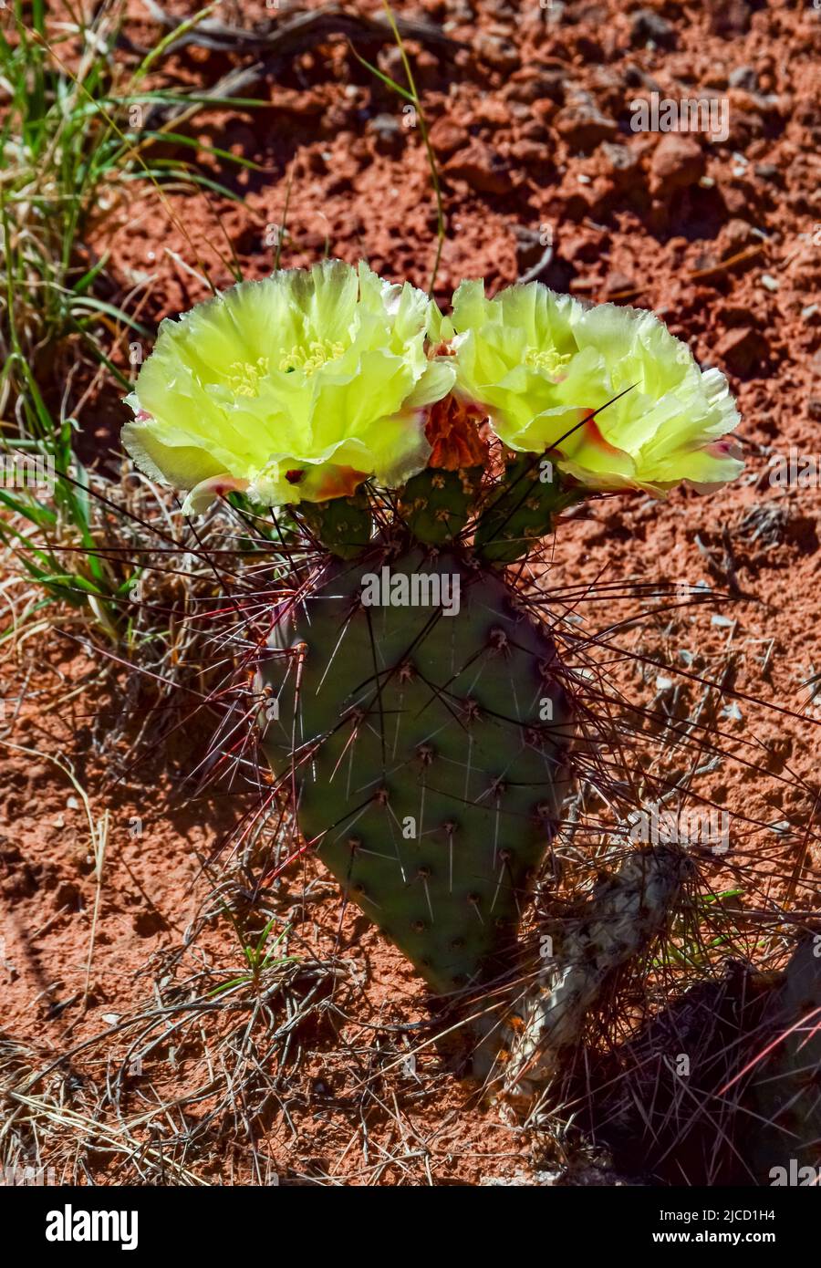 Flowering cactus plants, Yellow flowers of Opuntia polyacantha in