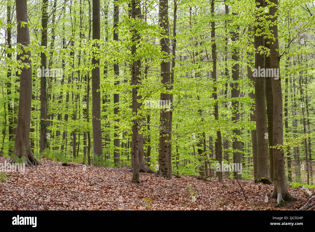 European beech trees (Fagus Sylvatica) green springtime woodland Stock Photo