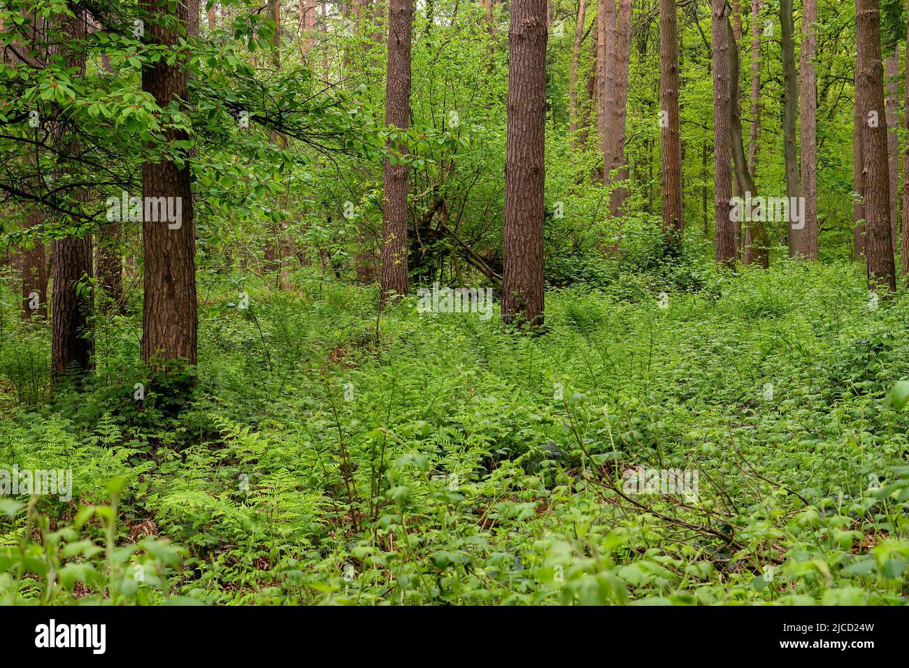 Green springtime forest, stock photo Stock Photo