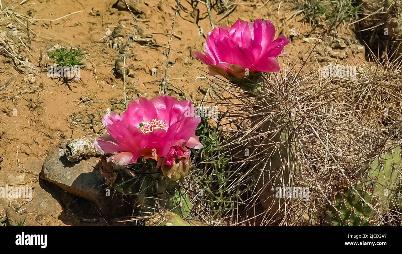 Flowering cactus plants, Pink flowers of Opuntia polyacantha in