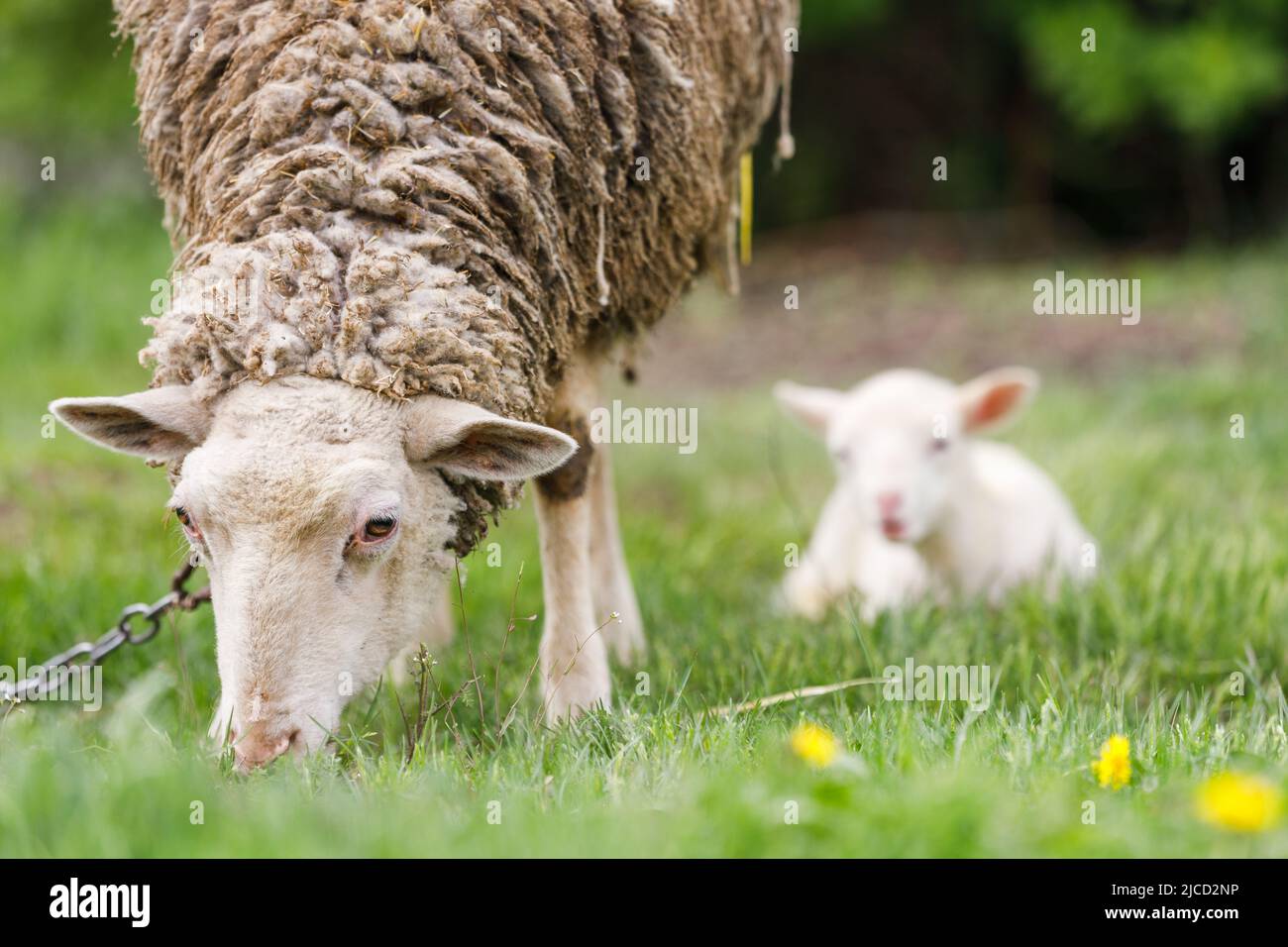 White sheep with its baby grazing grass at the meadow Stock Photo - Alamy