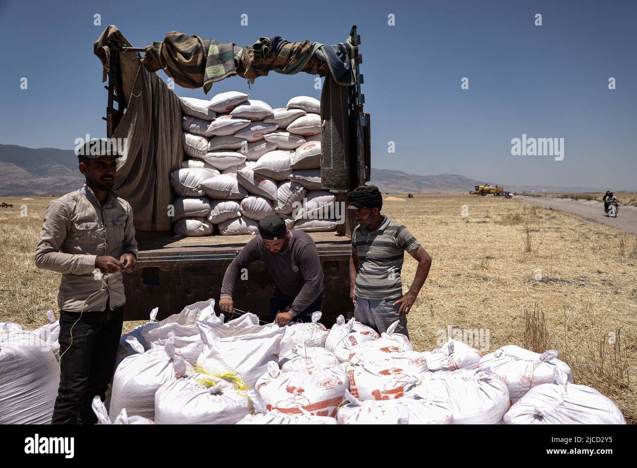 11 June 2022, Syria, Hama Syrians men bag up wheat after reaping their