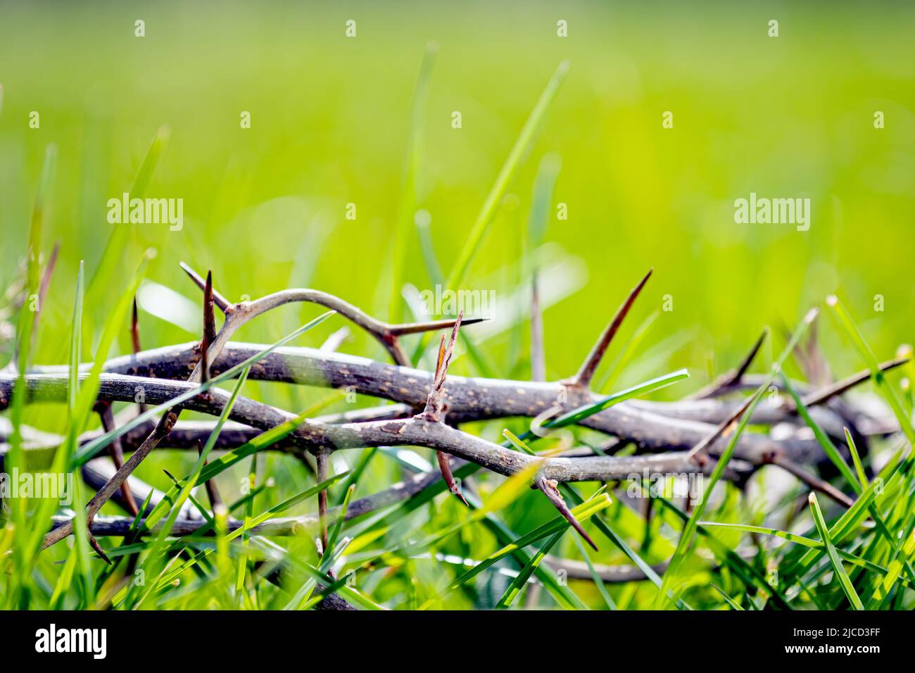 Crown of thorns in green grass. Easter background Stock Photo