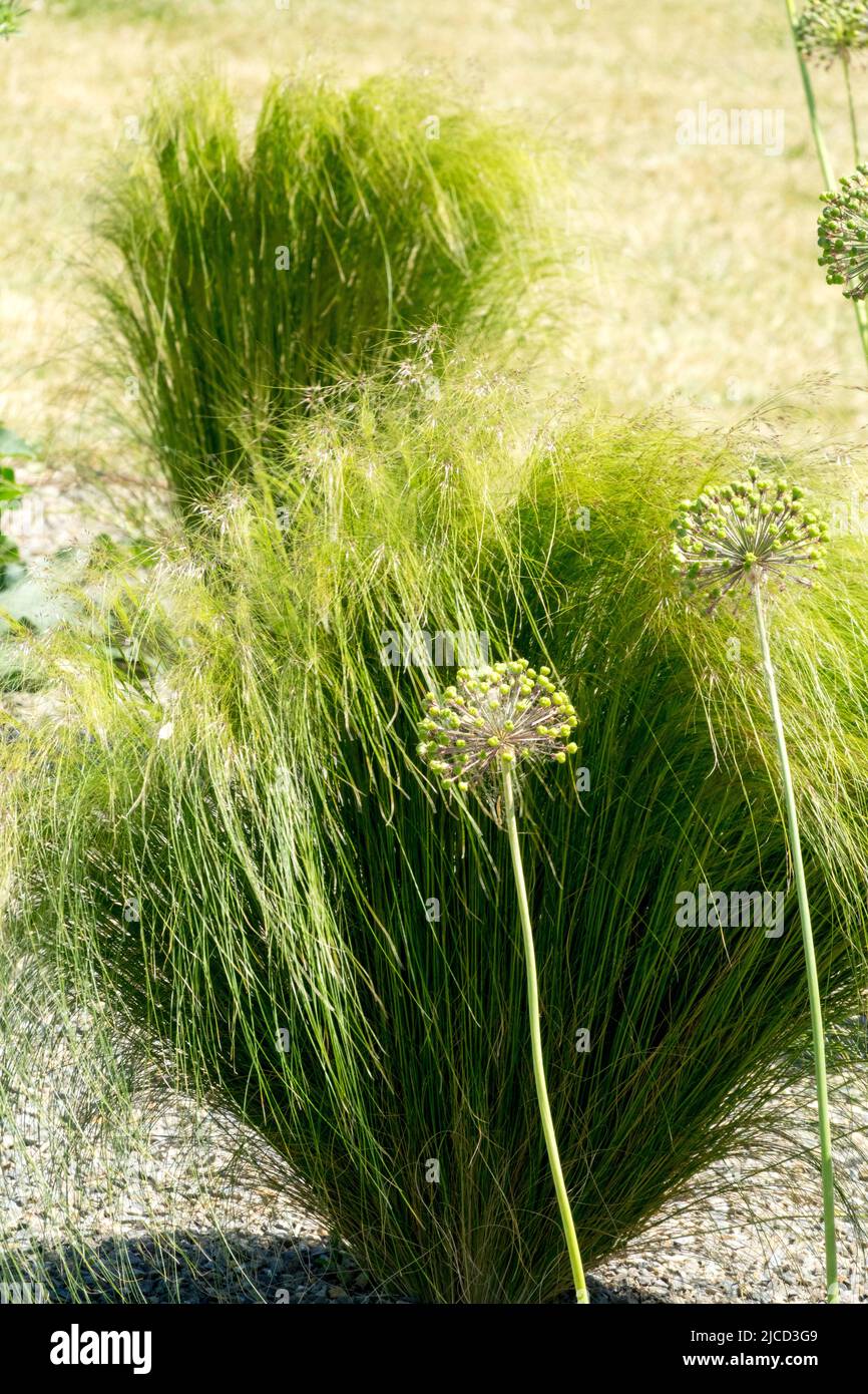 Modern garden grasses, Stipa, Clump, Feather Grass, Garden, Allium, Flower Head, Stipa pulcherrima, Plant Stock Photo