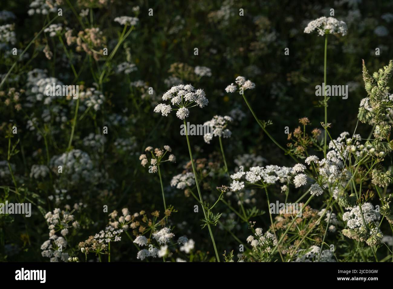 Hemlock water-dropwort (Oenanthe crocata) poisonous plant white blooming flowers Stock Photo