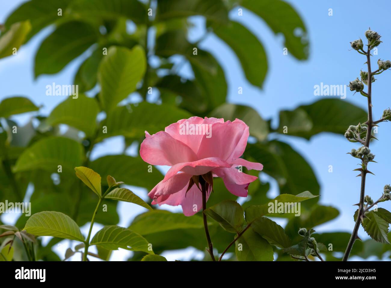 Rosa Gallica pink flower blooming Stock Photo