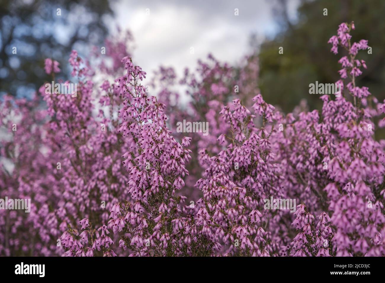 Spanish heath (Erica australis) pink flowers Stock Photo