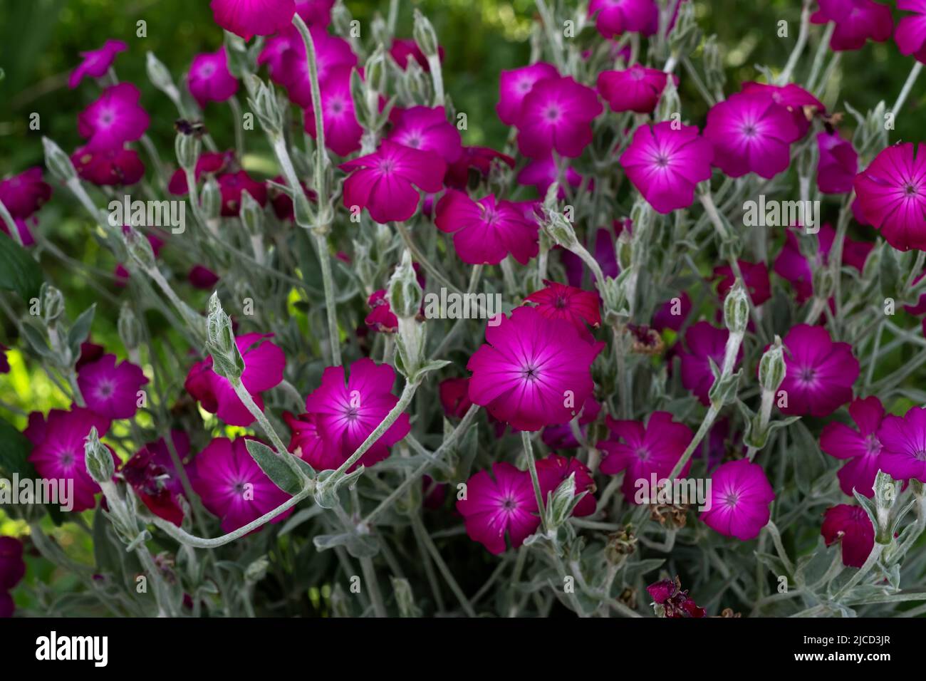 Rose campion (Silene coronaria) bright magenta flowers Stock Photo