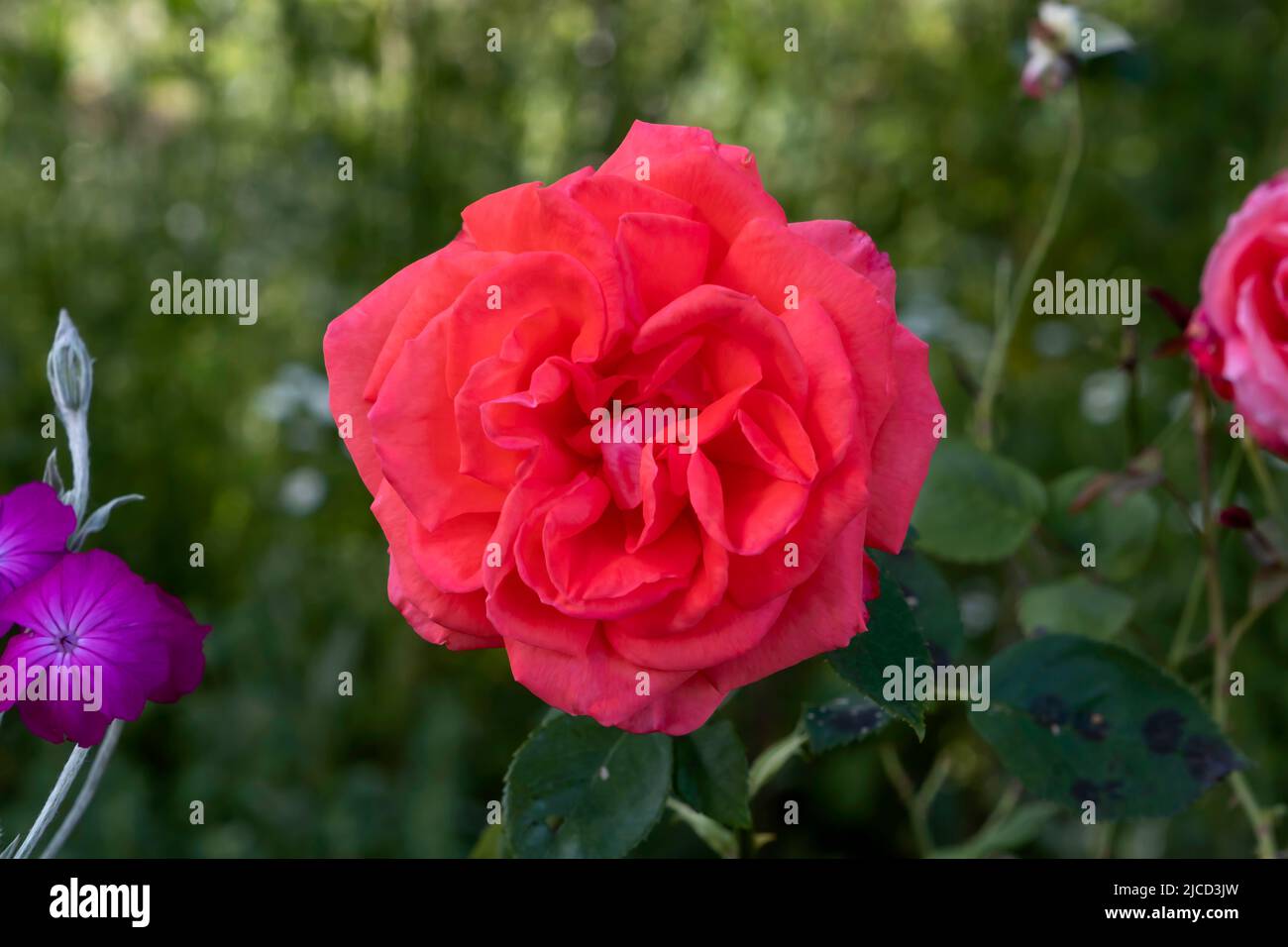 Rose of Provins (Rosa Gallica) flower Stock Photo