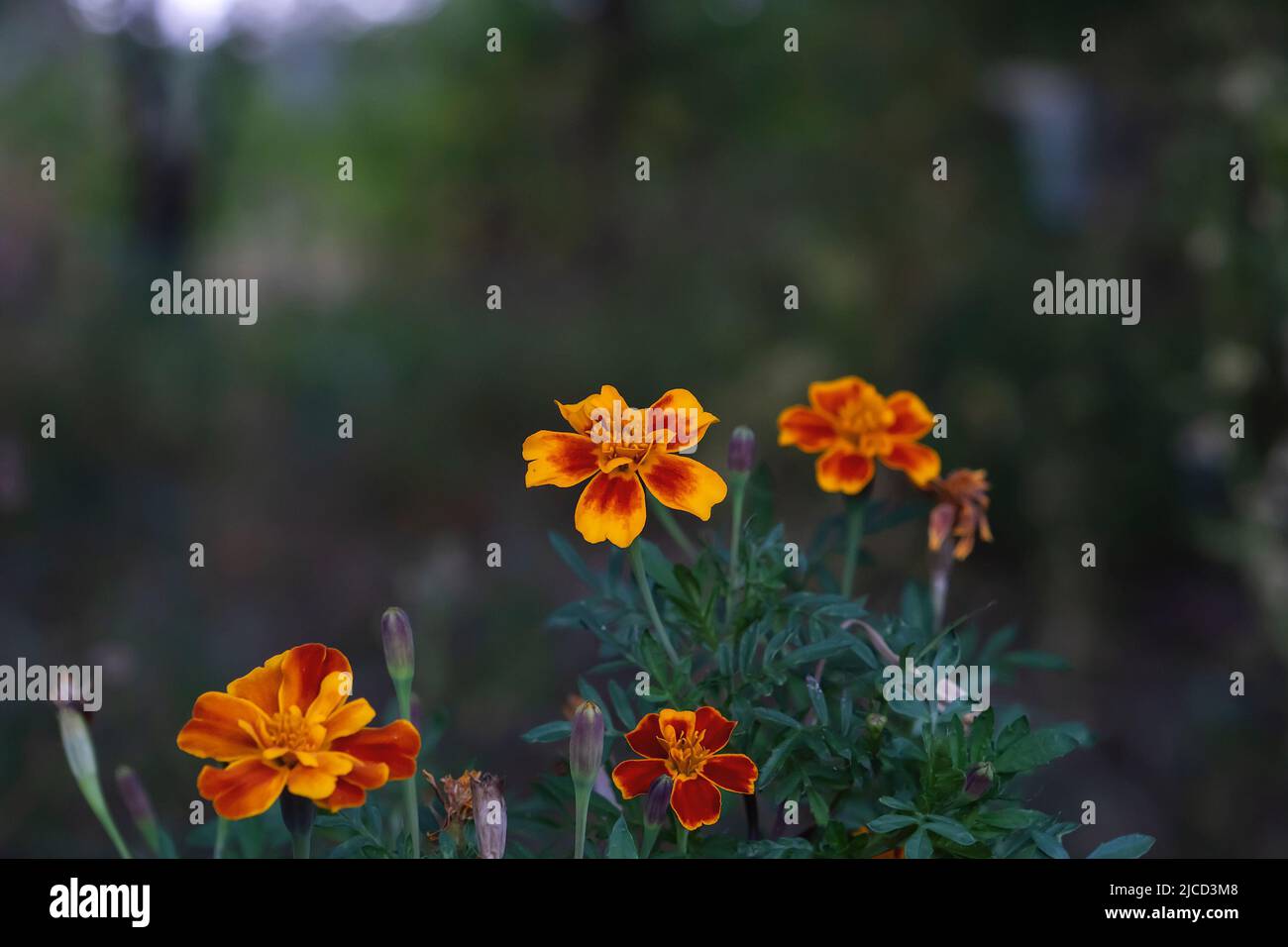French marigold (Tagetes patula) blooming flowers Stock Photo