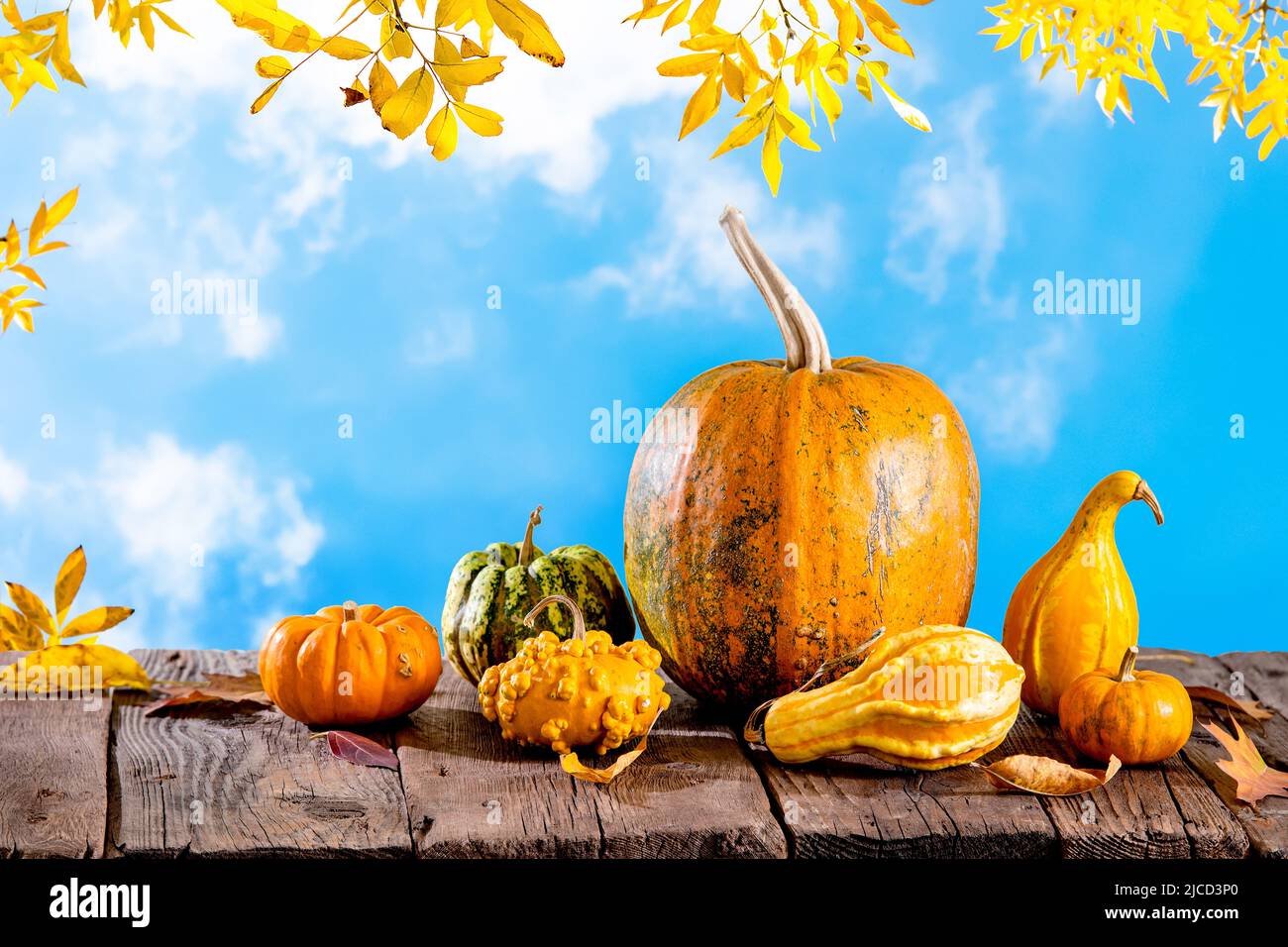 Autumn frame with pumpkins on wooden table and orange leaves against blue sky Stock Photo