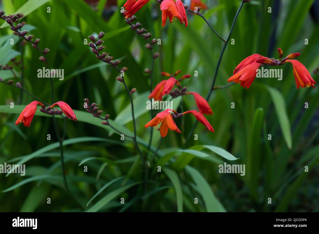 Montbretia (Crocosmia crocosmiiflora) red flowers Stock Photo