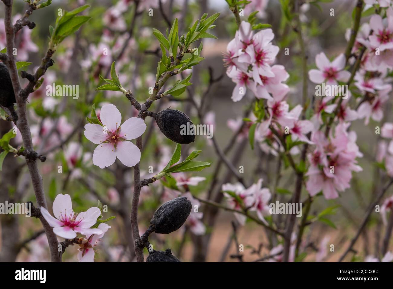 Detail of blossoming almond tree (Prunus dulcis) pink flowers and drupes Stock Photo