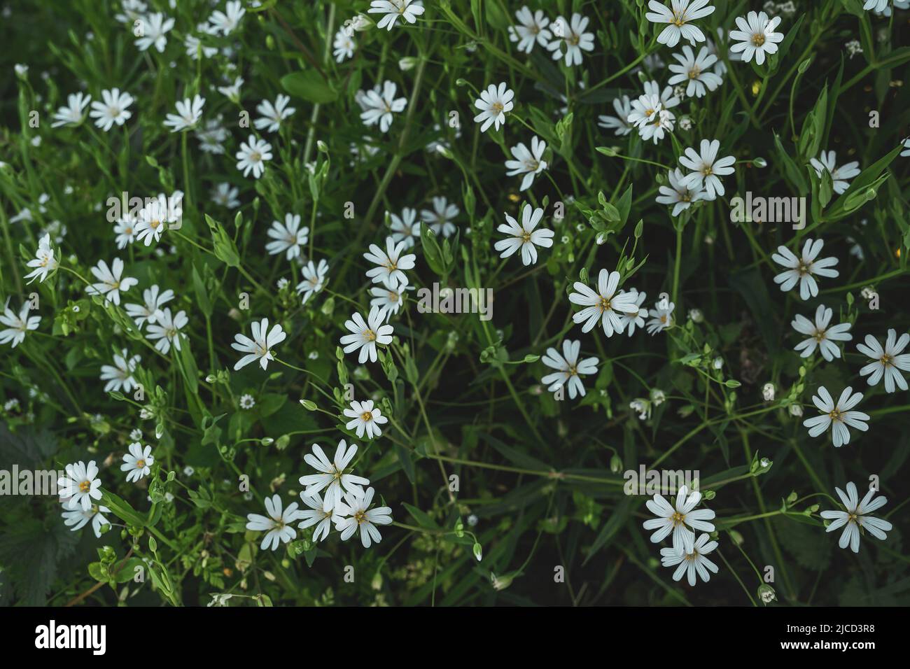 Marsh stitchwort (Stellaria palustris) white flowers Stock Photo