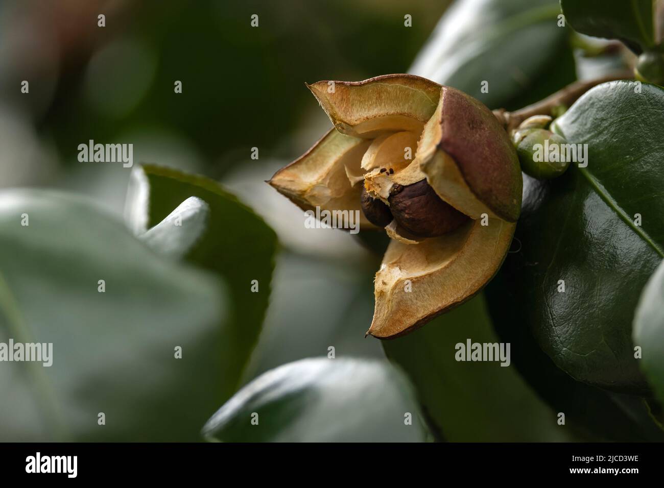 Japanese camellia (Camelia Japonica) fruit close up Stock Photo