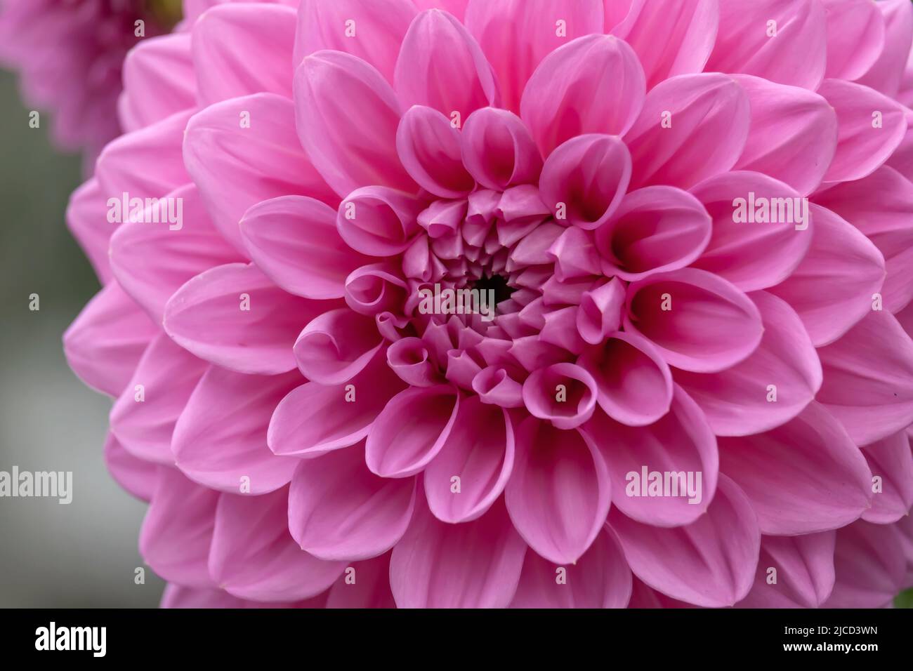 Dahlia pinnata pink flower close up Stock Photo