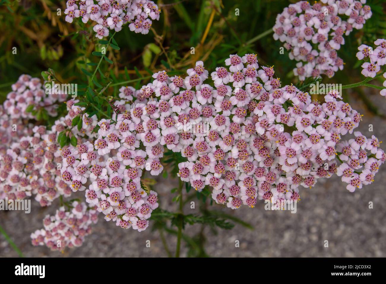 Common yarrow (Achillea millefolium) pink flowers Stock Photo